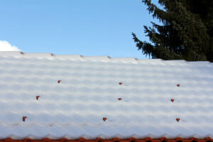 Senegolov detail2