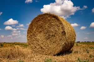 Shutterstock 1780029428 300x200, Metrapan